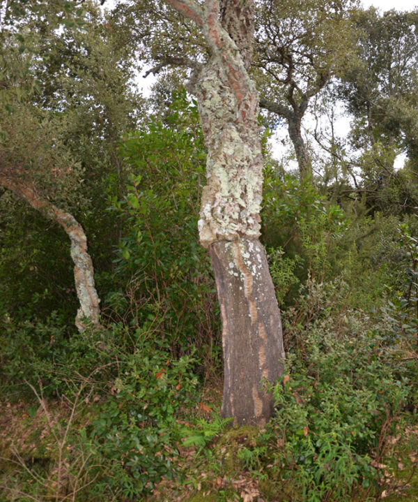 sardinia cork