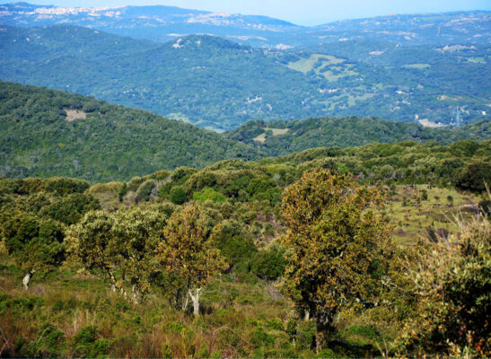 sardinia cork